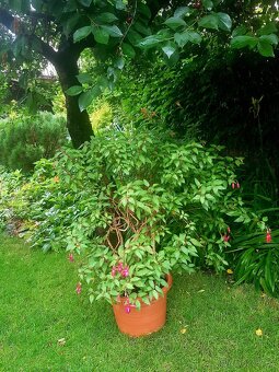 Fuchsie, fuchsie keřová, keře, trvalky, balkonové rostliny - 5