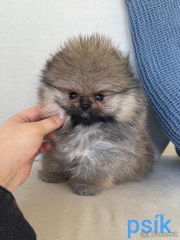 Pomeranian mini - 5