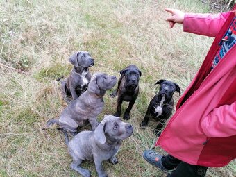 Cane Corso s PP - 5