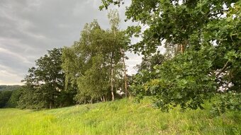 Prodej lesního pozemku - 5