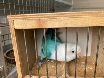 agapornis fischeri - 5