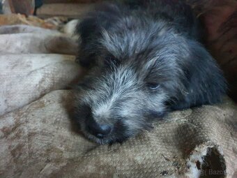 Stene krizenec borderkolie × holandsky pinc - 5