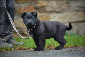 Německý ovčák s PP - 5