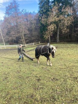 Norický hřebec - 5