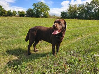 Labradorský retrívr ke krytí - 5