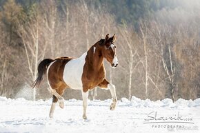 Šestiletý valach po Cola (Contender) - 5