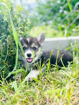 Welsh corgi pembroke s PP (FCI) - 5