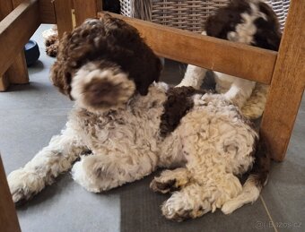 Lagotto romagnolo s PP (italský vodní pes) - 5