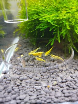 🌿 Krevetárium 30l 🌿 - 5