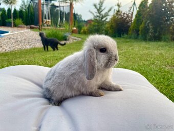 Zakrslý beránek Minilop - samičky - 5
