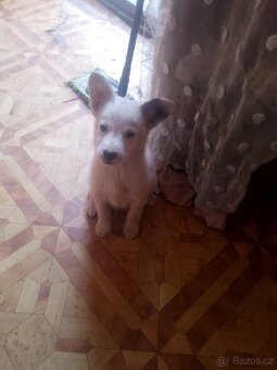 Bordó kolie x německý špic - 5