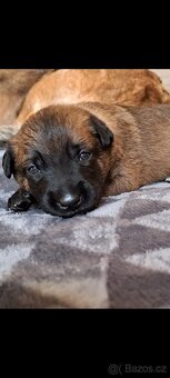 Belgický ovčák malinois s PP - 5