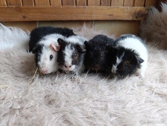 Morče  US Teddy / morčata / morčátko - 5