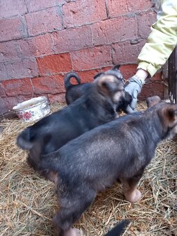 Německý ovčák štěňata - 5