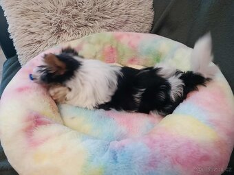 Biewer jorkširský teriér s PP - 5