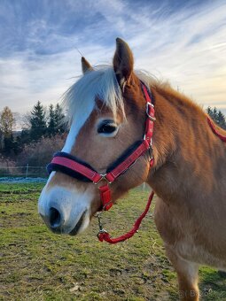 Ohlávka s vodítkem - 5