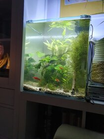 nano cube akvárium 60l - 5