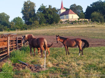 Slovenský teplokrevník - 5
