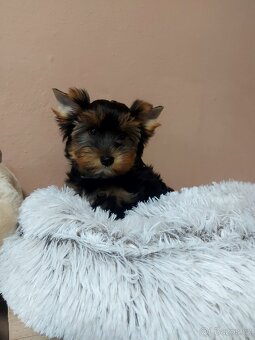 Yorkshire terrier - 5