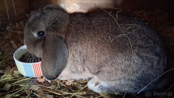 Zakrslý beránek s PP - mláďata - 5