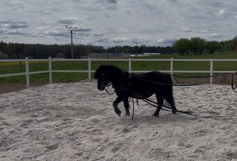 Klisna Shetlandský pony - 5