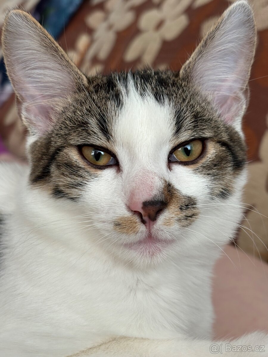 Daruji dva kocoury - 6