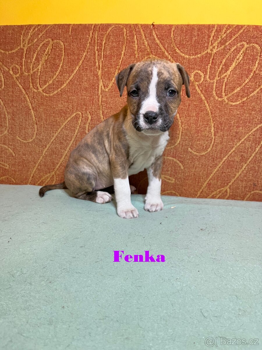 Americky Stafordšírský Terier šteniatka - 6