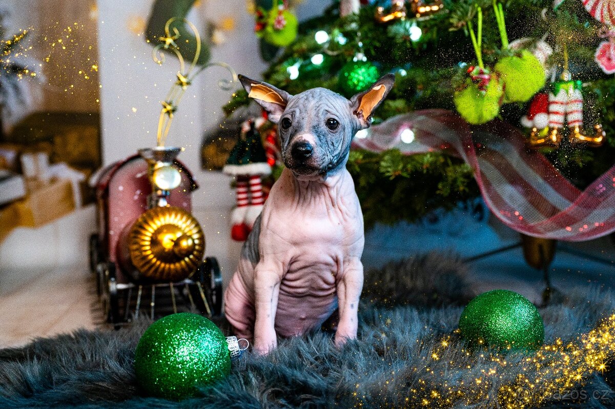 Americký bezsrstý teriér - 6