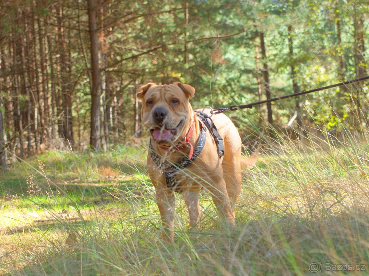 VANILKA K ADOPCI - vděčná, umazlená, CHCE DOMŮ:( - 6