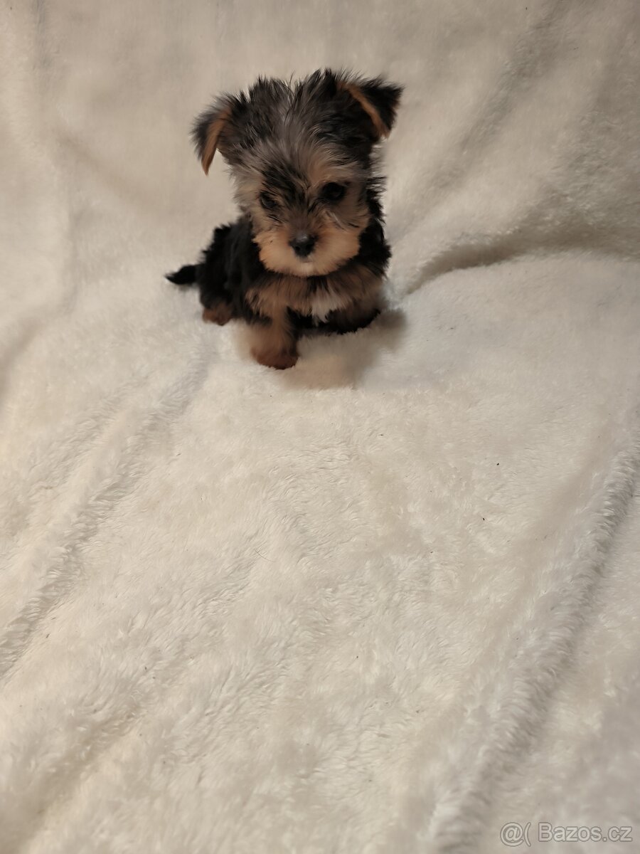 Jorkšírský teríer - 6