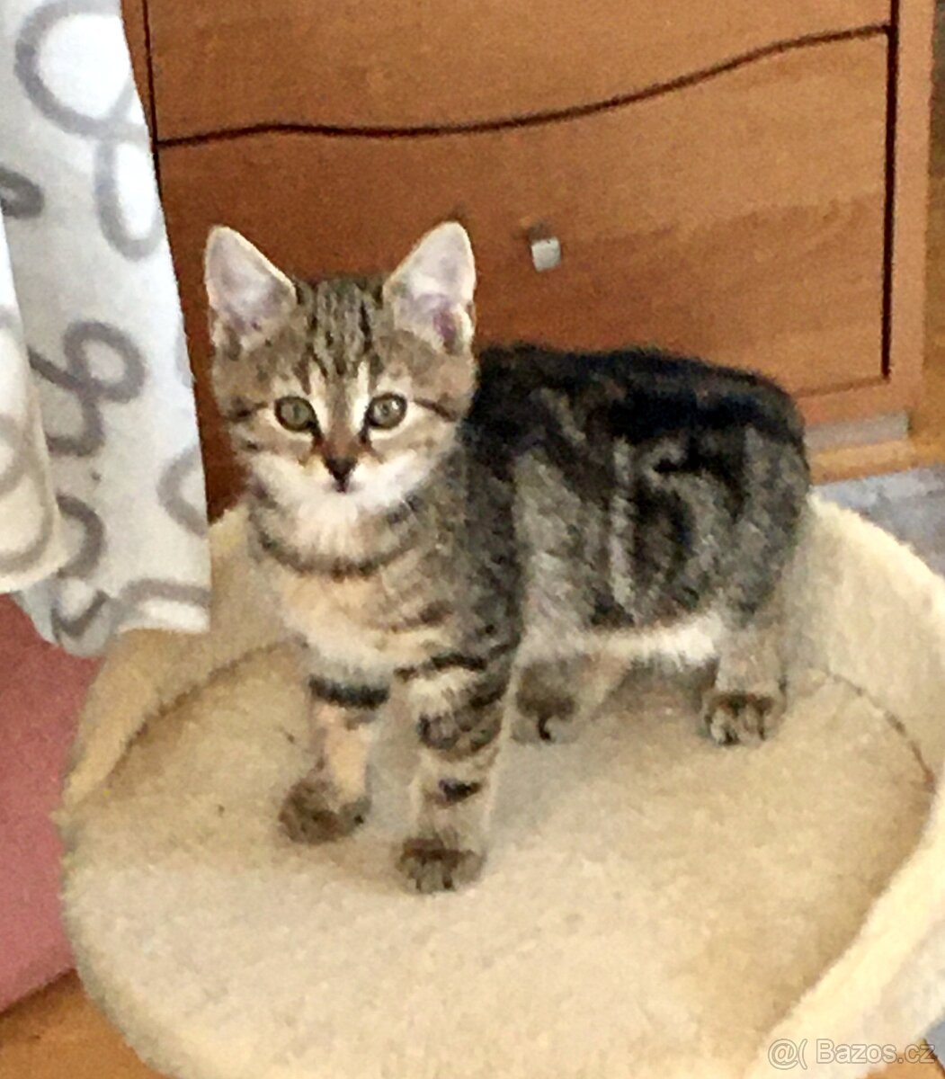 Kočičí maminka - 6