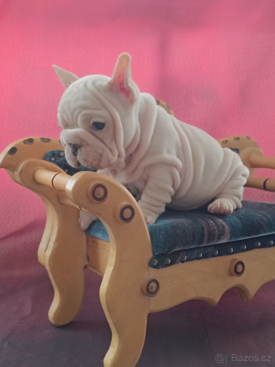 Francouzský buldoček s PP - 6