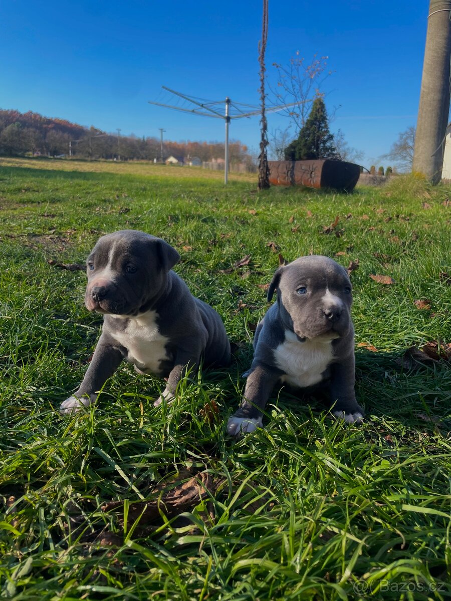 Americký staford modrý - štěňátka - 6