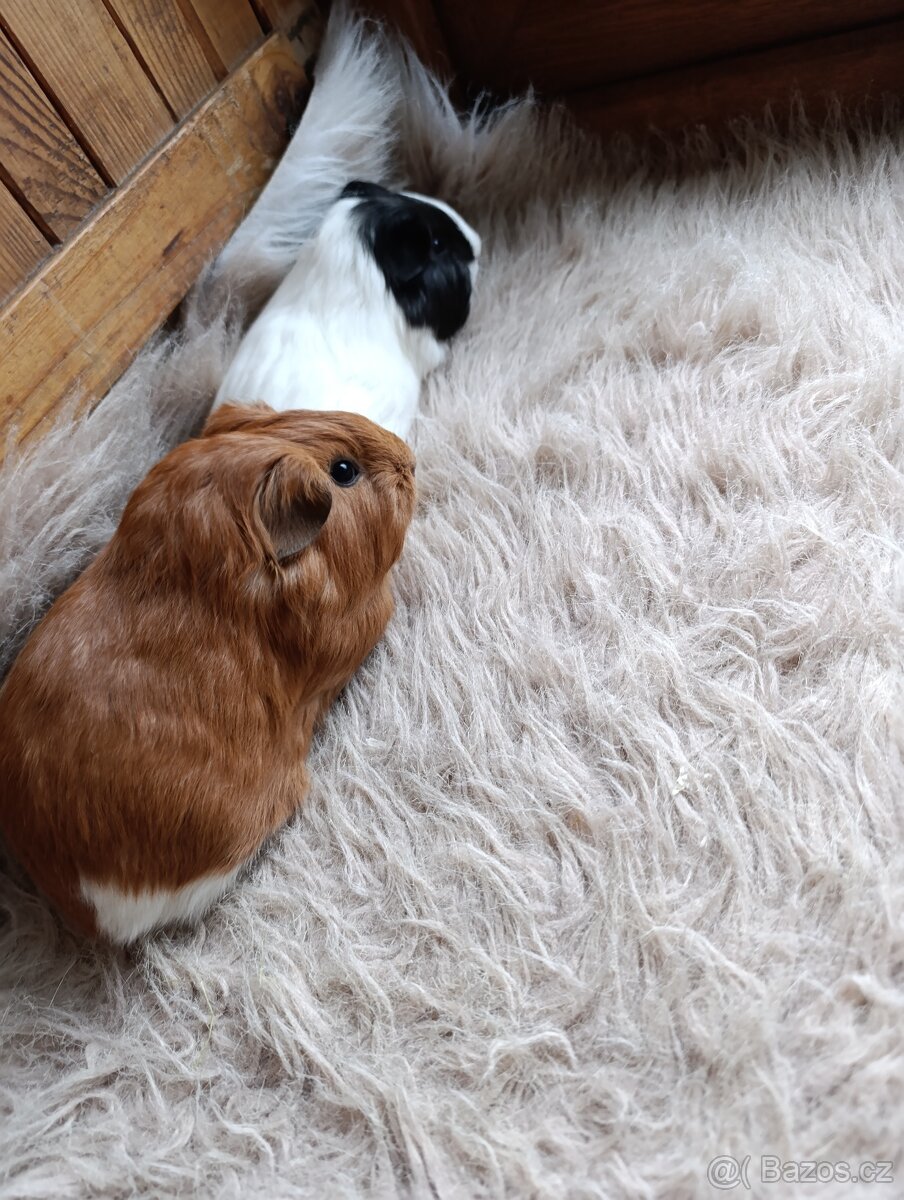 Morče / morčata / morčátko sameček - 6