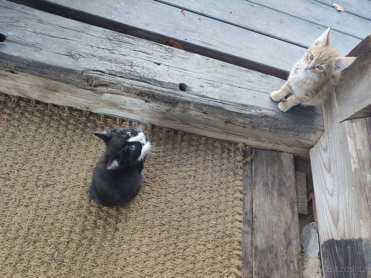 Mainská mývalí - kotě - 6