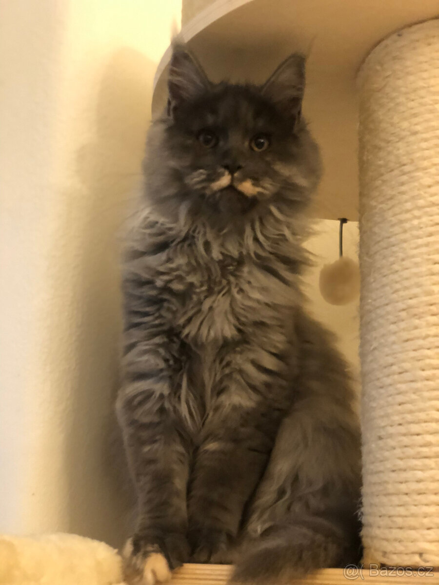 Mainská mývalí s PP - 6