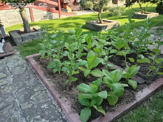 Tabak Virginský semínka - 6