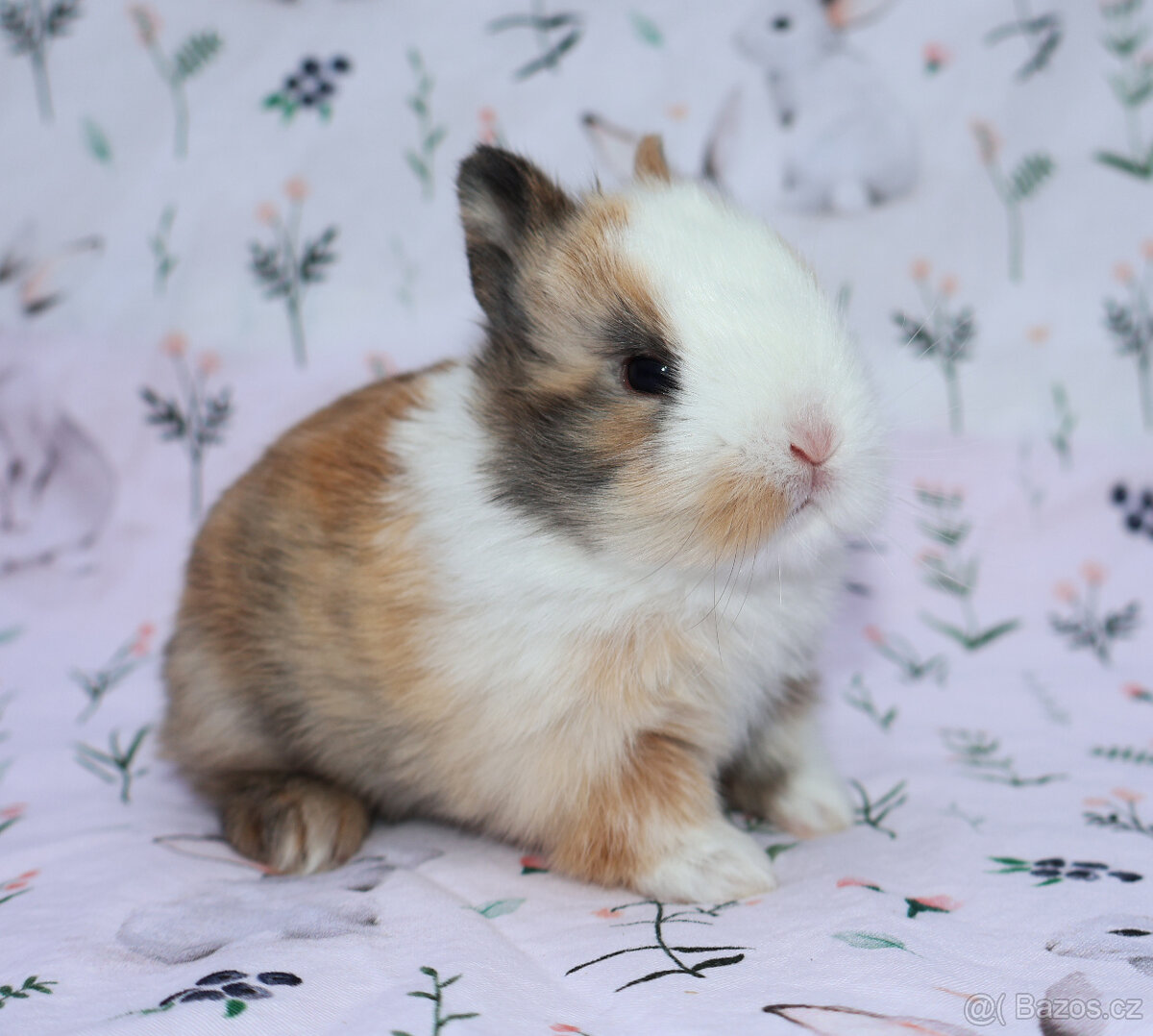 Zakrslý králíček sameček krátkouchý LOT . - 6