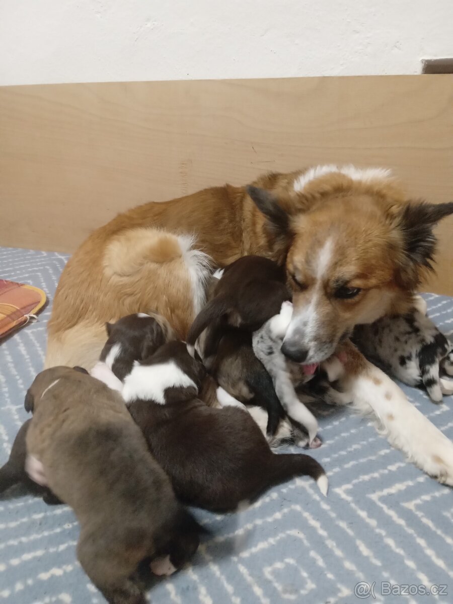 Štěňata Border kolie bez PP - 6