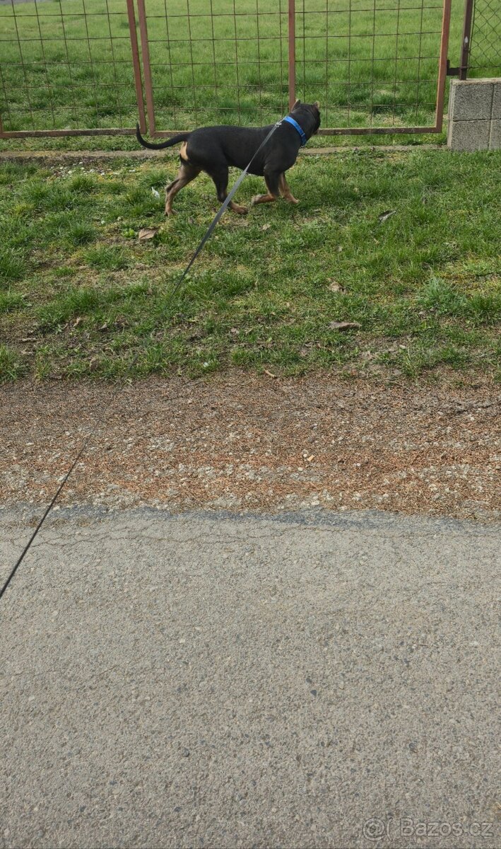 American bully xl - 6