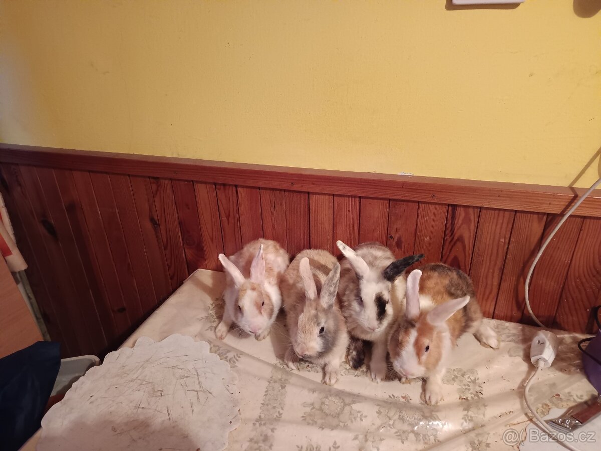 Zakrslý králík - 6