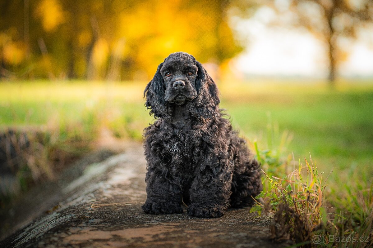 Americký kokršpaněl s PP - 6