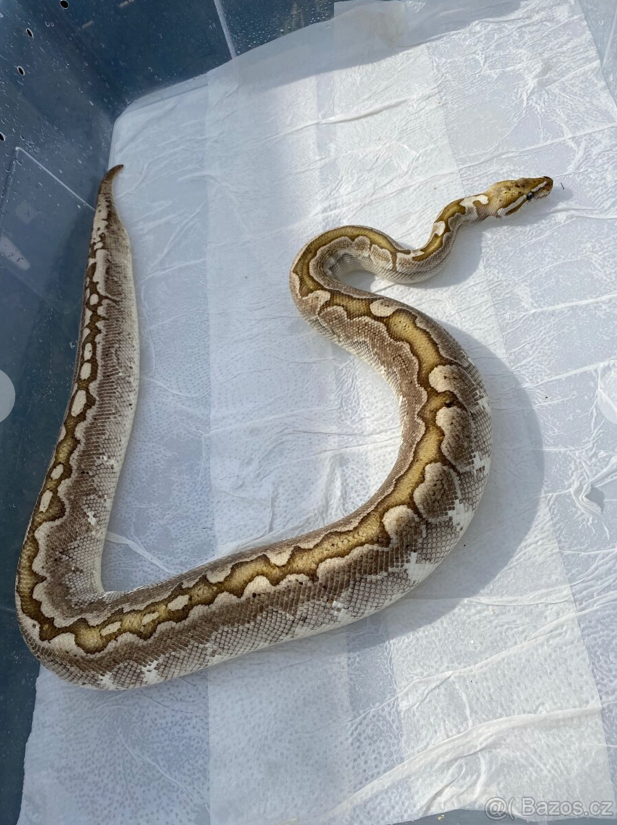 Krajta královská - DOSPĚLÝ PÁR / Každoročně odchov - 6