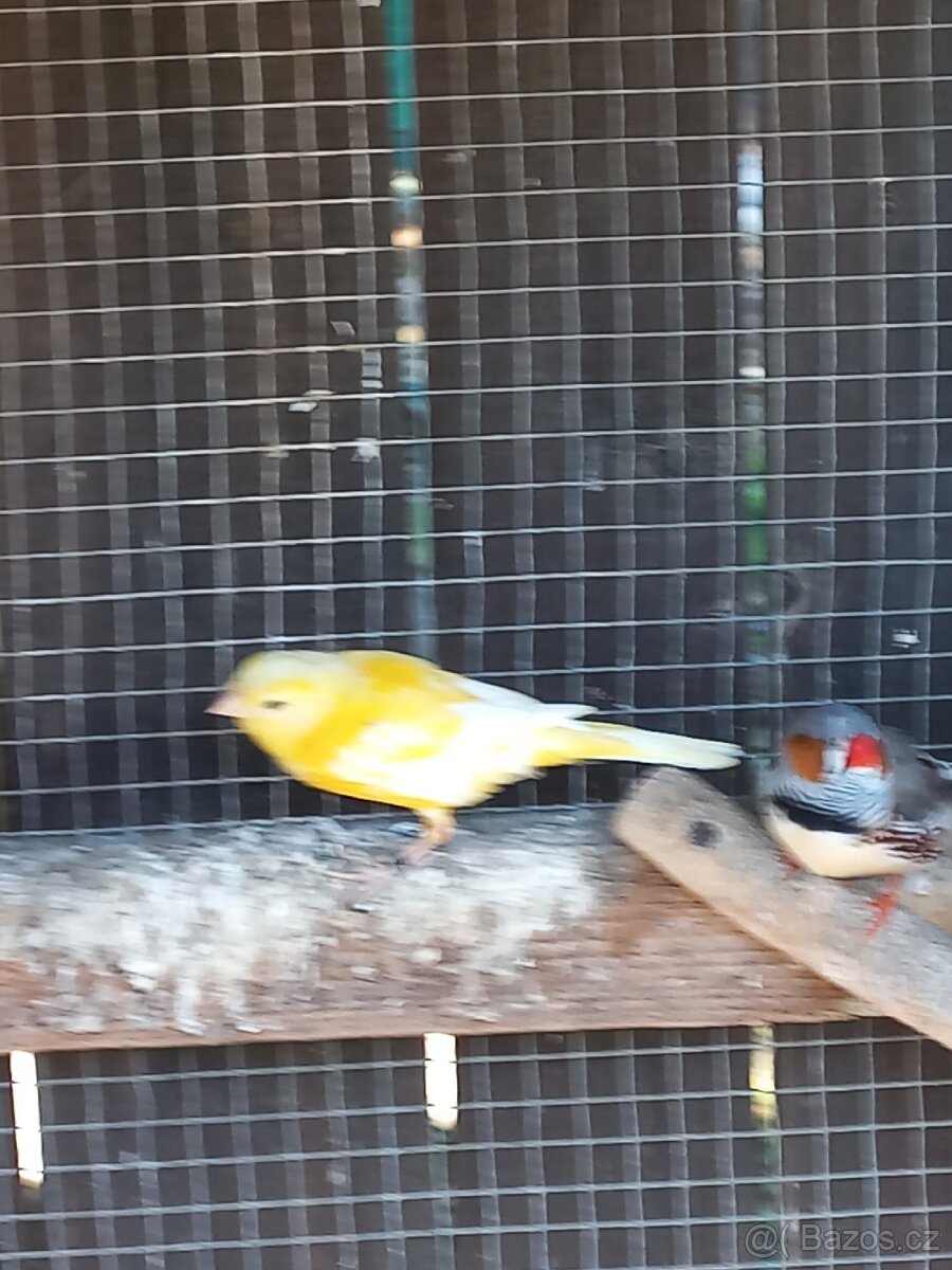 Kanáři, zebřičky - 6