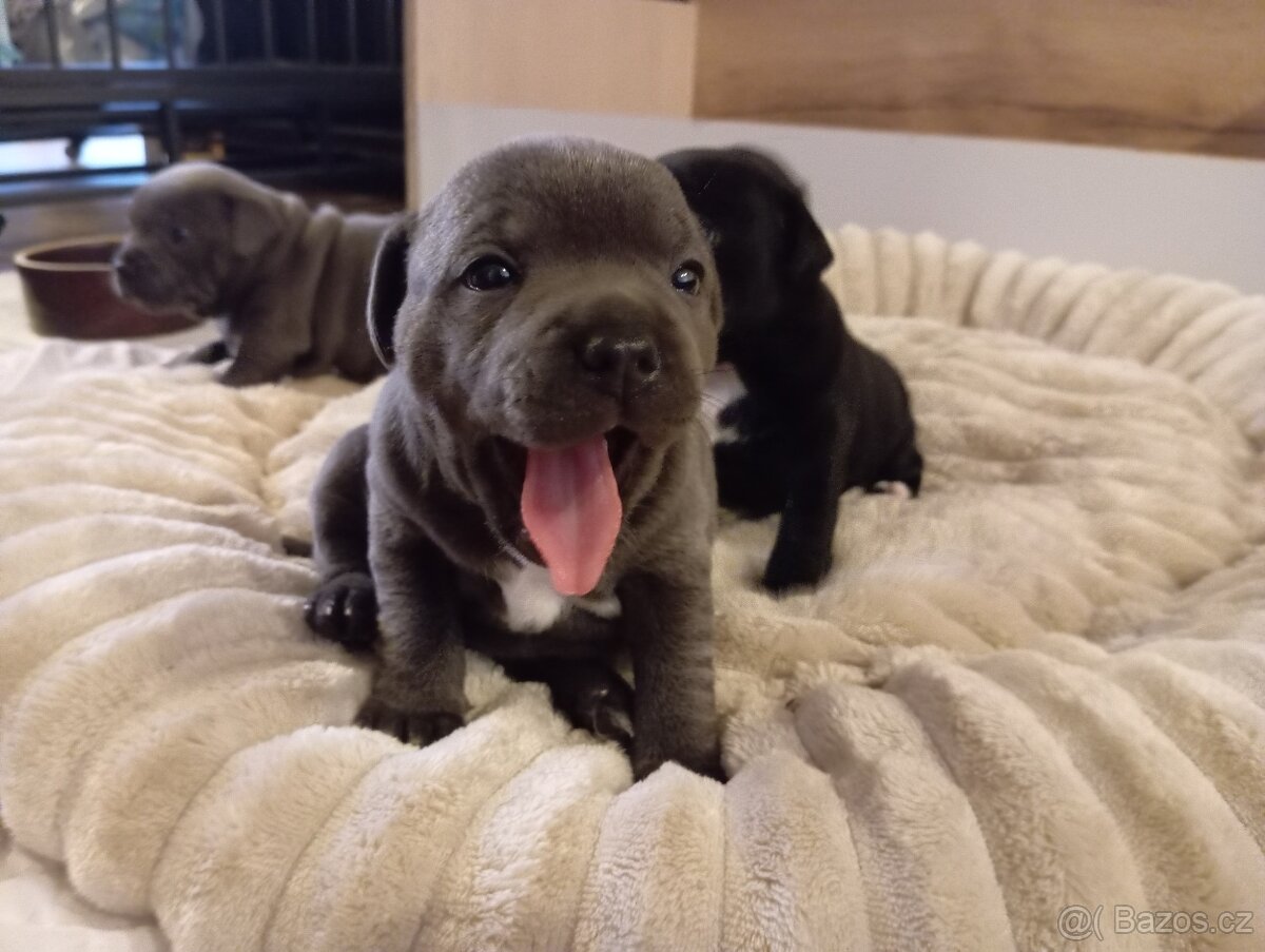 Stafordšírský bulteriér - 6