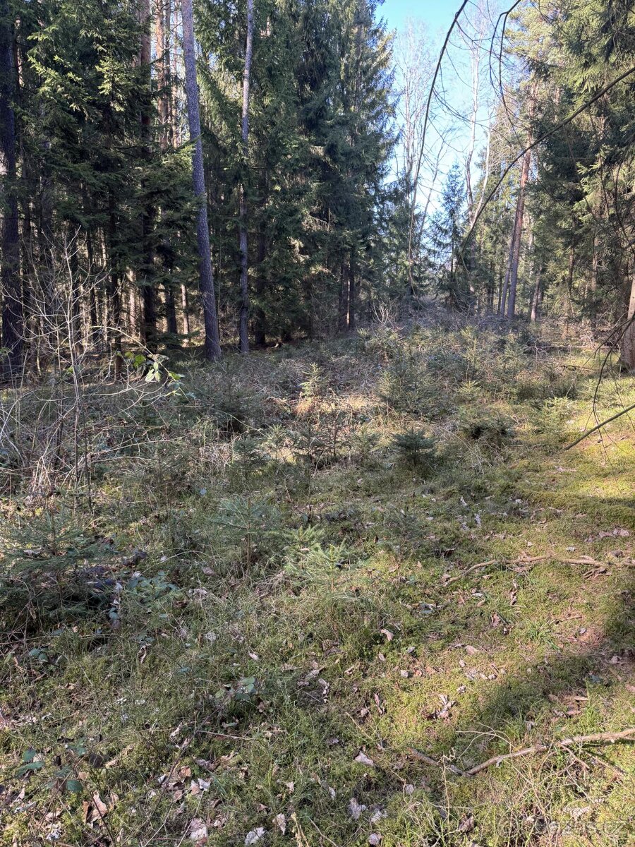 Prodám lesní pozemky v k.ú. Vlastiboř u Soběslavi - 6