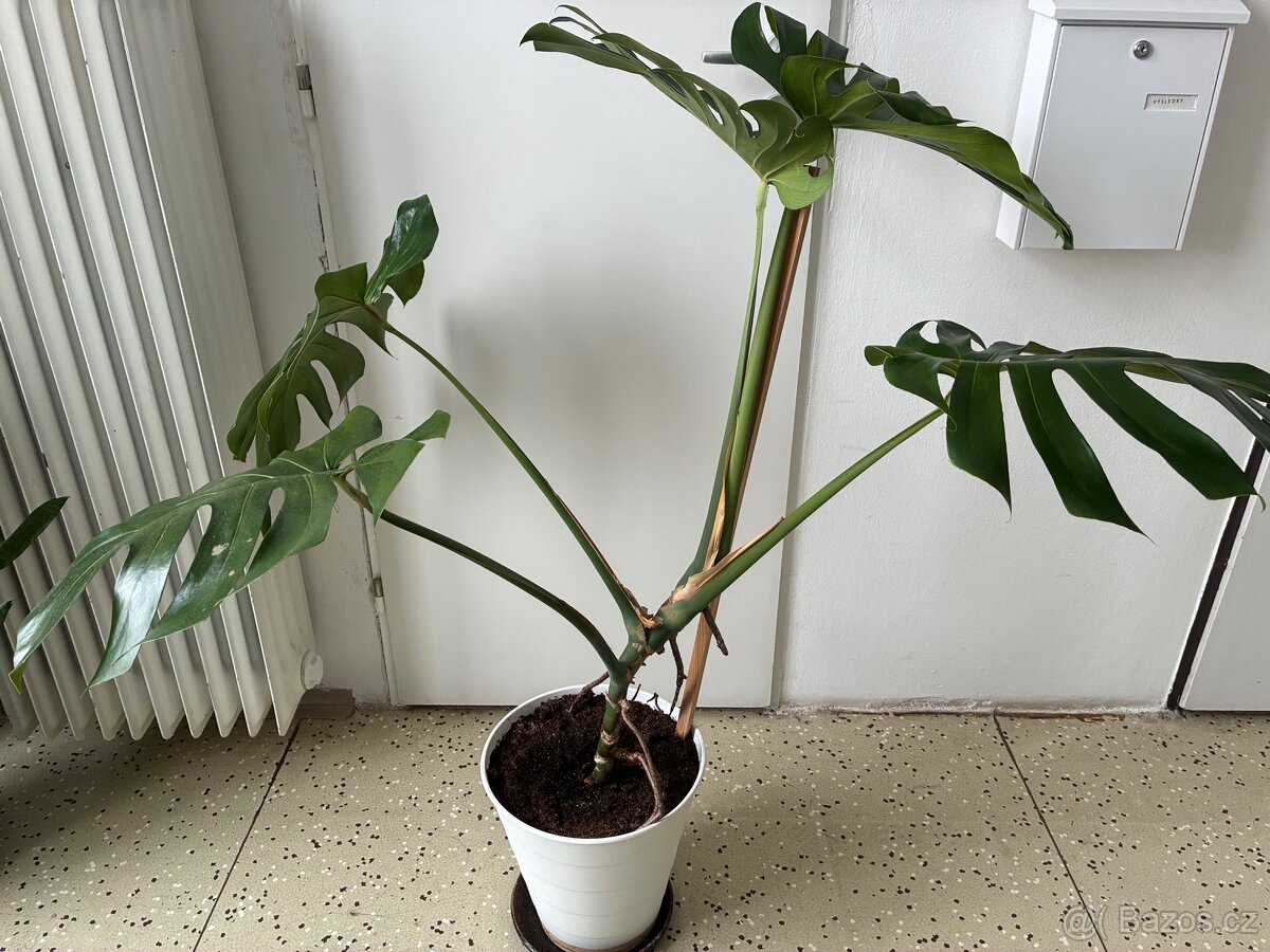 Velká monstera - 6