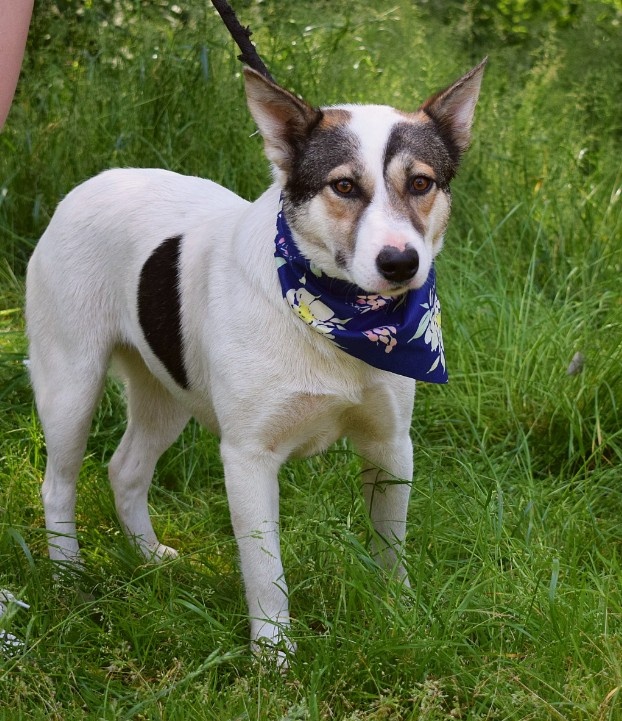 ESTA K ADOPCI - umazlená kráska, AKUTNÍ - 6