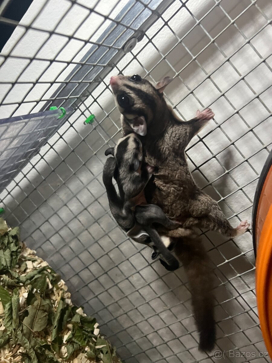 Vakoveverka 🐿️ Létavá - 6