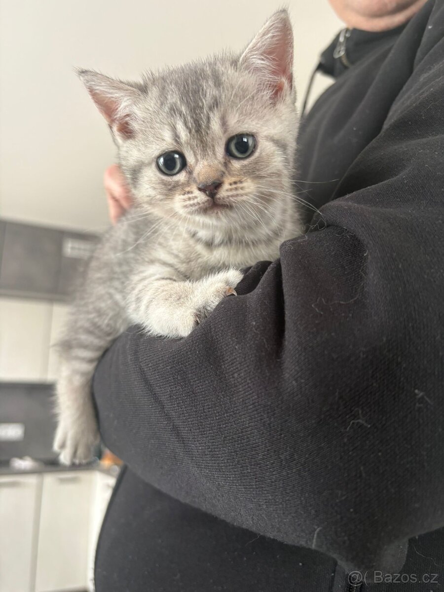 Koťátka - 6